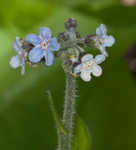 Wild comfrey